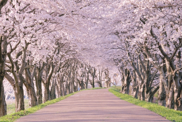 桜並木