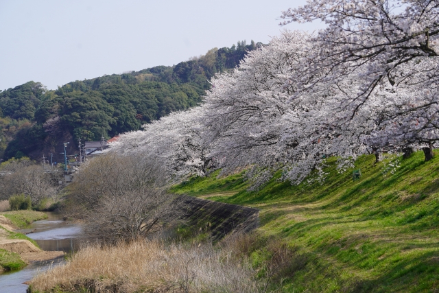 川沿いの桜