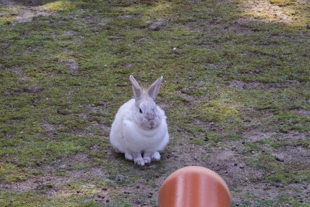 うさぎ